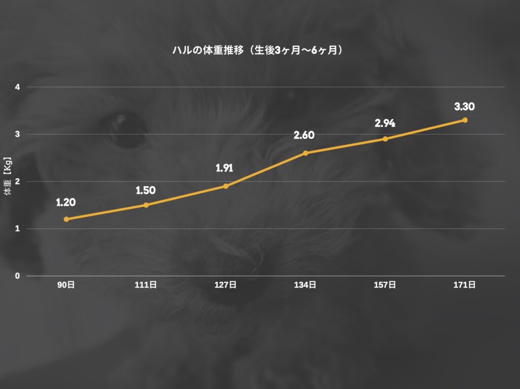 トイ・プードルの体重推移（canvaを使用）