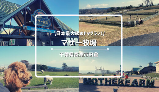 「マザー牧場」のドッグランは日本最大級！愛犬と同伴できるエリアを徹底解説します！