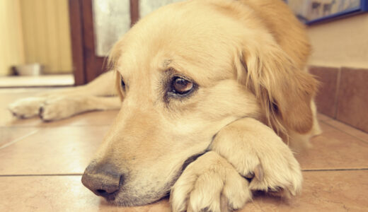 「犬の留守番はどうすれば安心？」ストレスを軽減するための準備と工夫とは