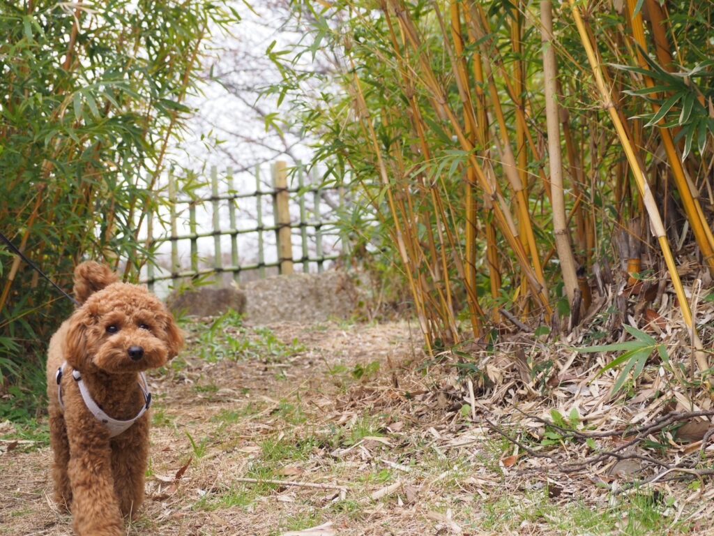 葛西臨海公園　日本庭園　犬