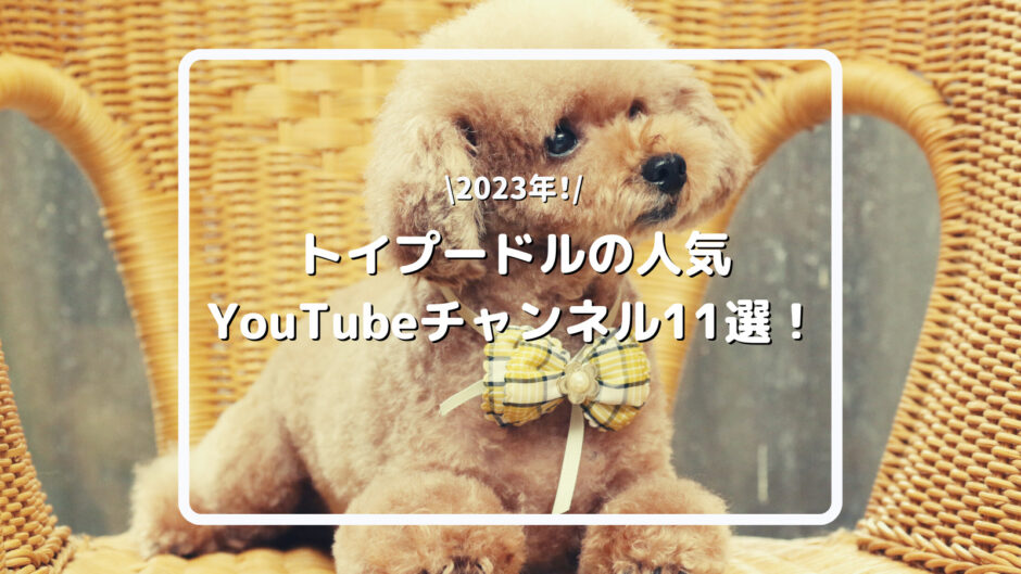 【2023年】トイプードルの人気YouTubeチャンネル11選！おすすめの人気動画も紹介