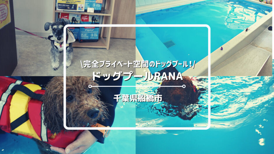 【関東・犬連れ】千葉県船橋市の犬用プール「ドッグプールRANA」についてご紹介！
