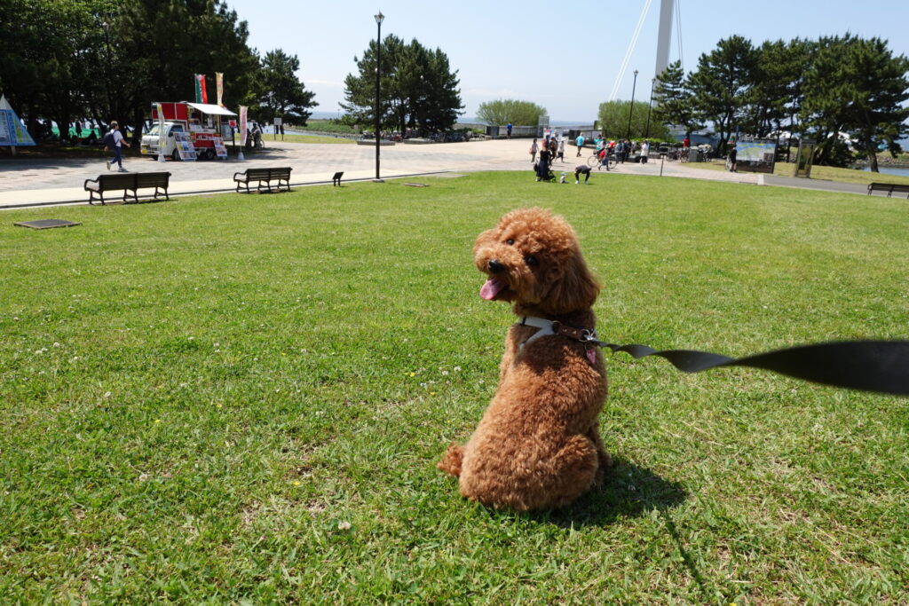葛西臨海公園　犬