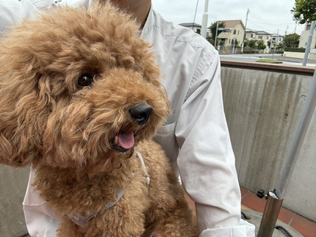 ベリーズカフェ テラス席 犬