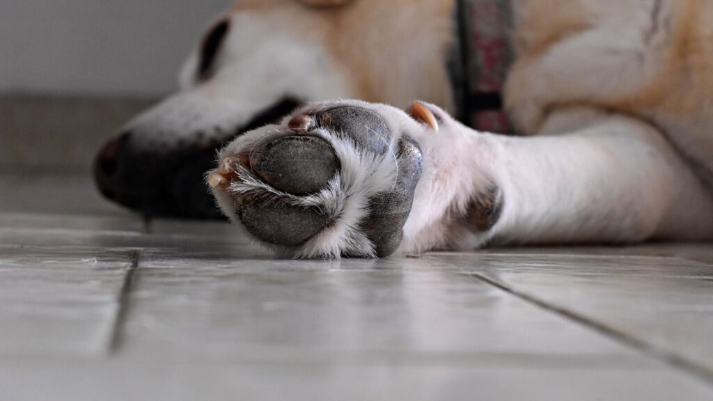 犬の肉球が剥がれるのを防ぐ散歩時の注意点とは