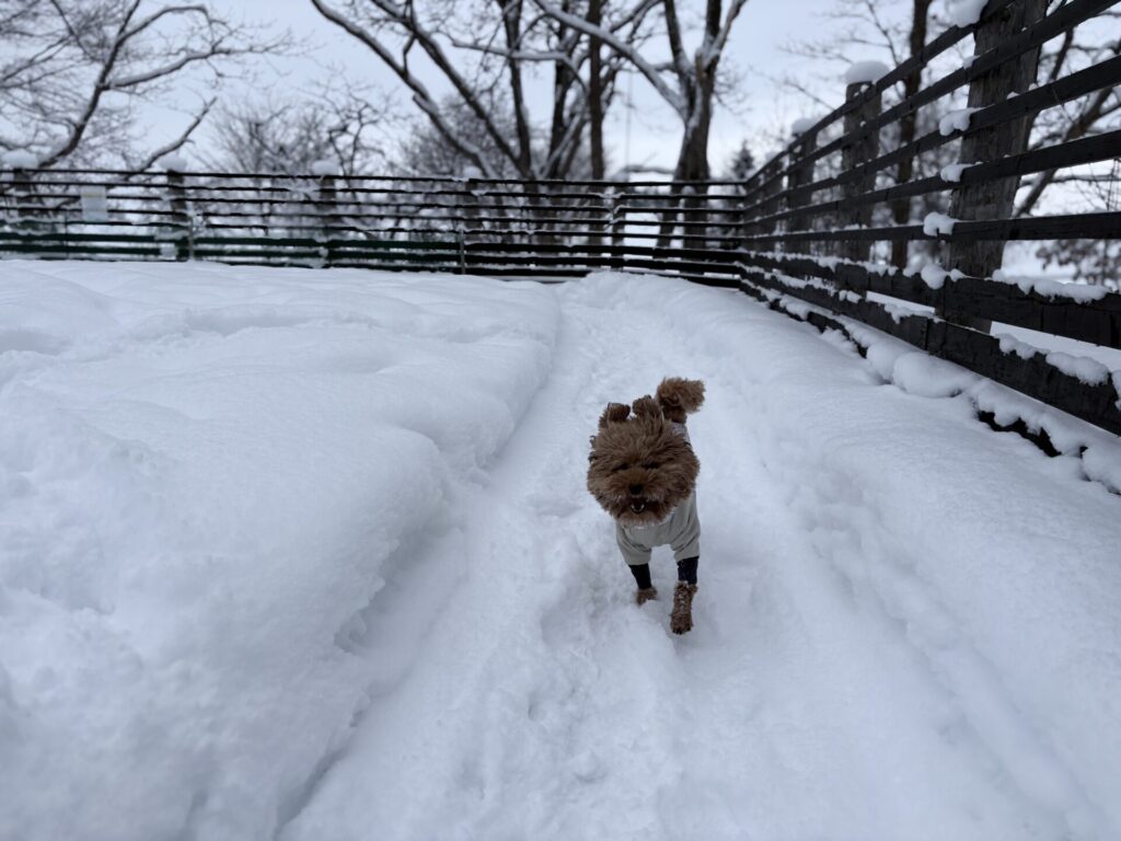 鹿肉レストラン 山恵 ドッグラン 冬