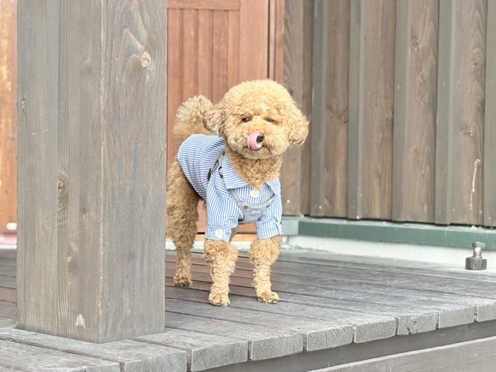 鹿肉レストラン 山恵 ドッグラン