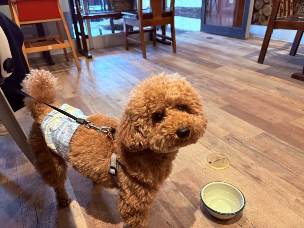 old farm(オールドファーム)店内 犬 北海道旭川市