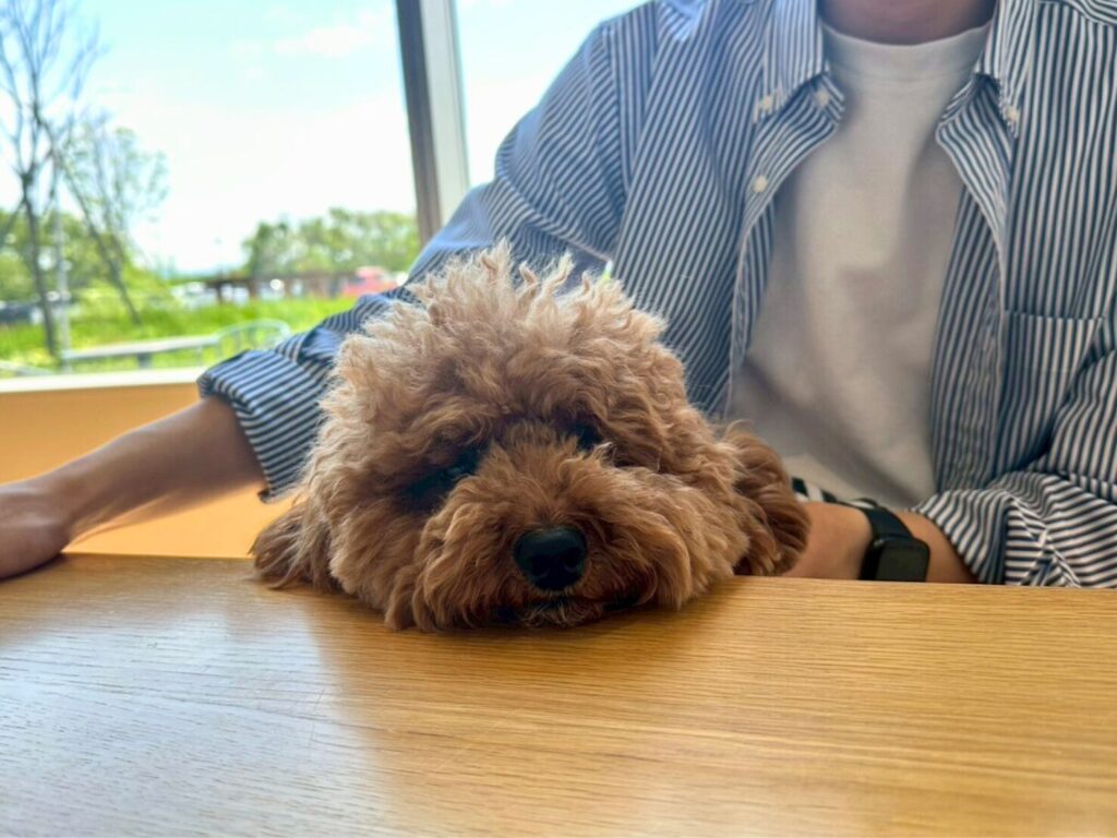 SHIRO砂川本店 SHIRO CAFE 犬