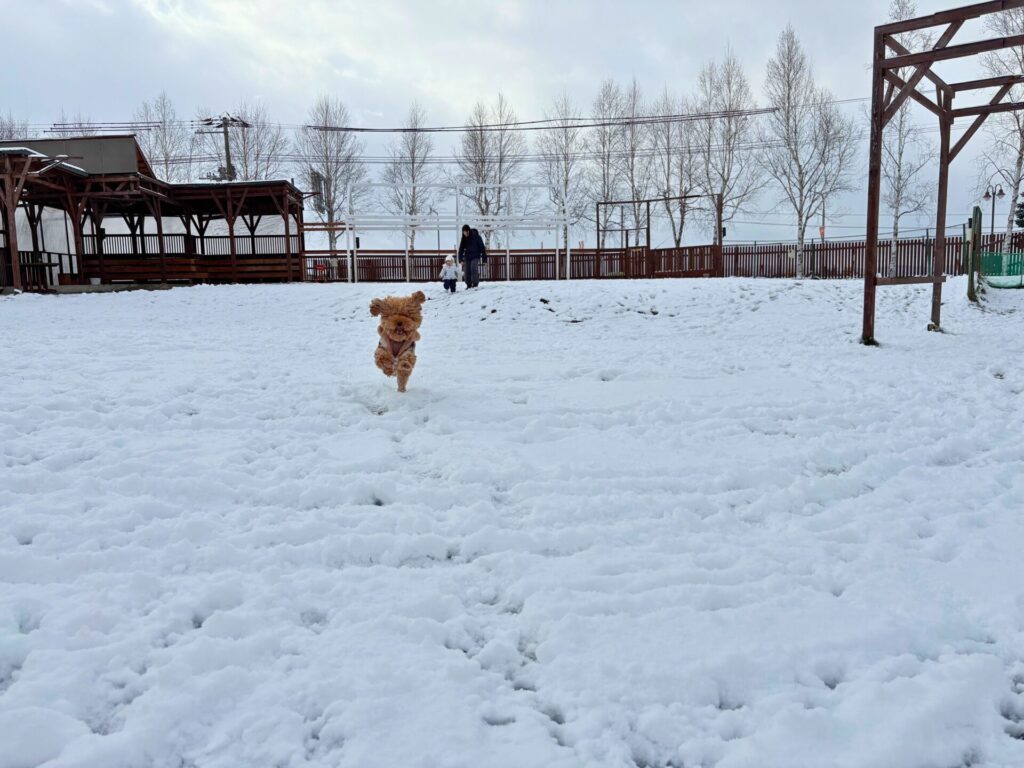 ローズドッグラン 冬季期間 トイプードル