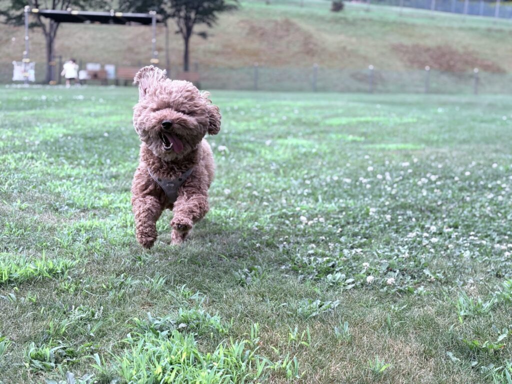 パークランド嵐山 ドッグラン 小型犬用