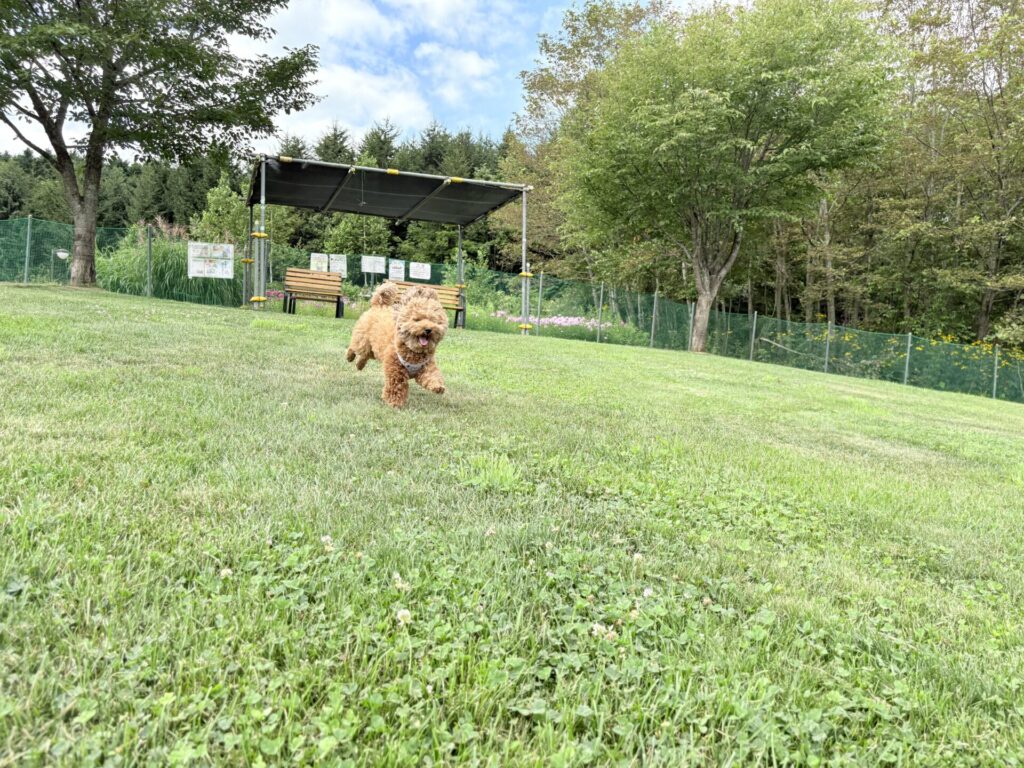 パークランド嵐山 ドッグラン 中大型犬用