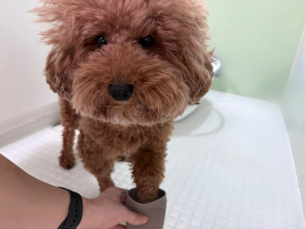 犬用足洗いカップ「ジャブラ」 トイプードル