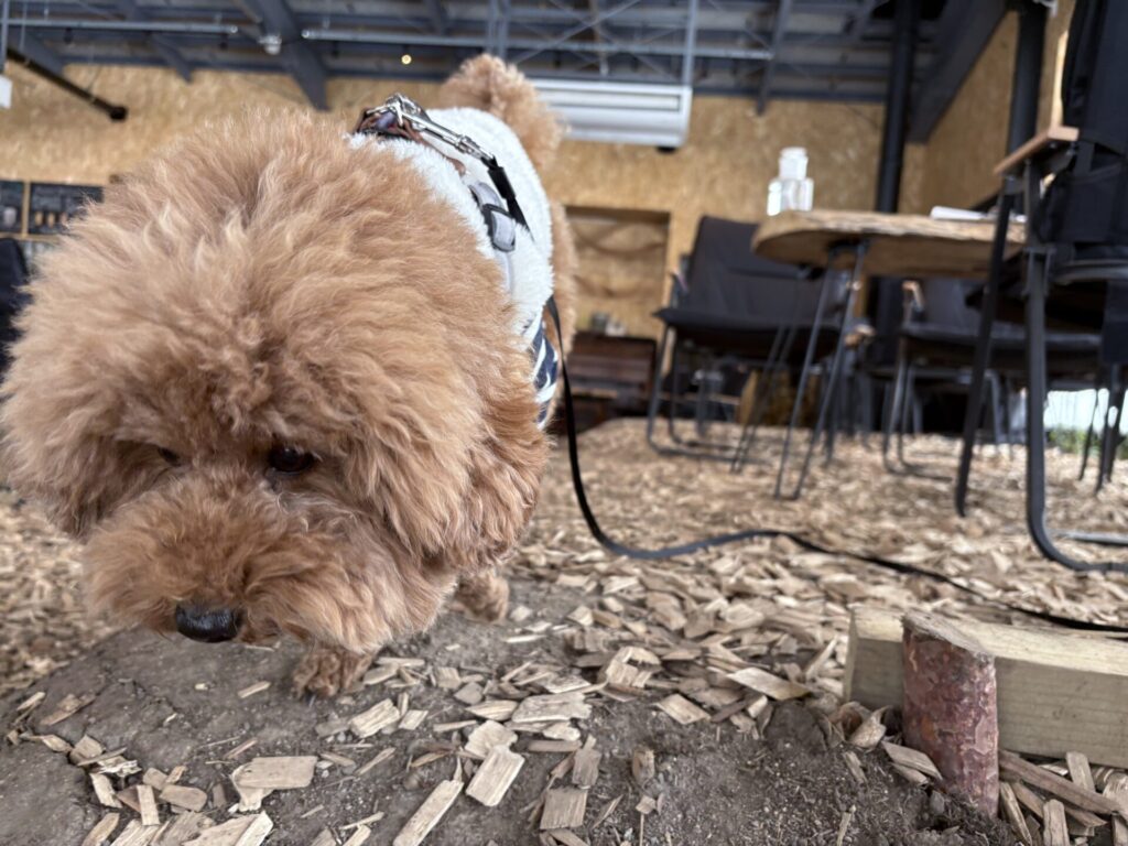 ハルニレぽっぽ 店内 トイプードル