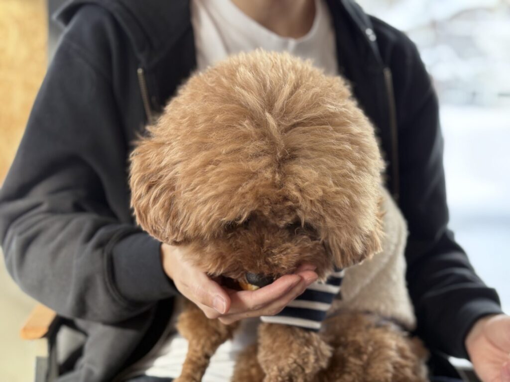 ハルニレぽっぽ トイプードル