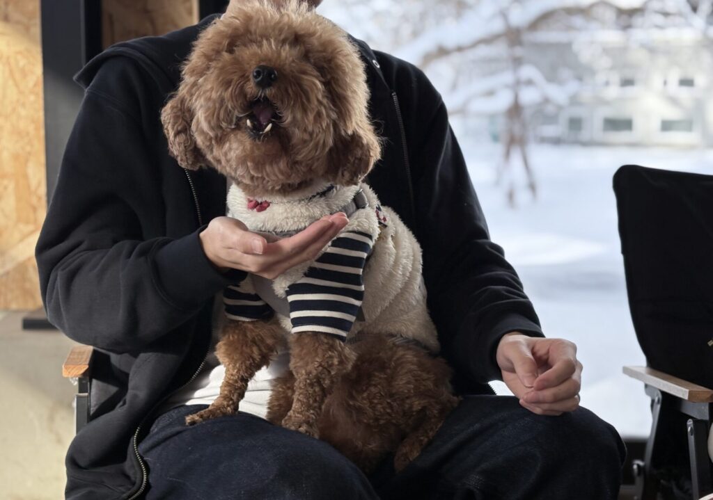 ハルニレぽっぽ トイプードル