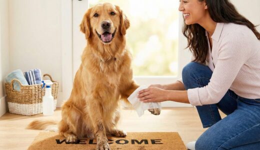 犬の散歩後の足を洗うのがめんどくさい！負担を減らすコツと正しいケア