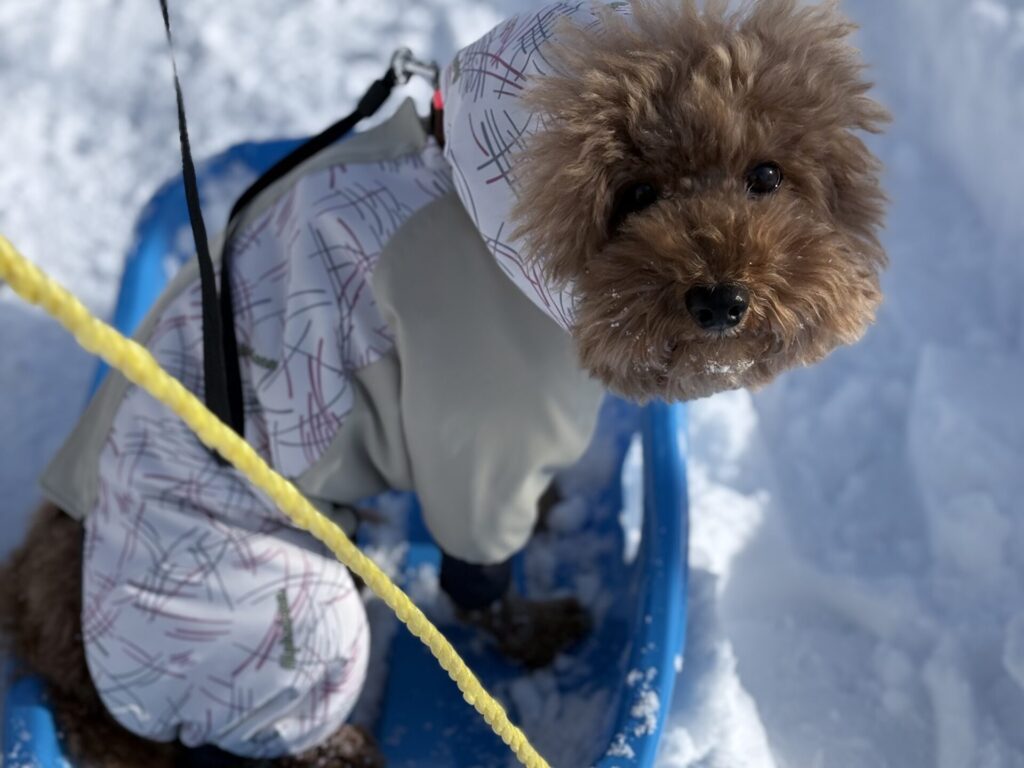 アルファアイコン ドッグガードエア 雪 トイプードル