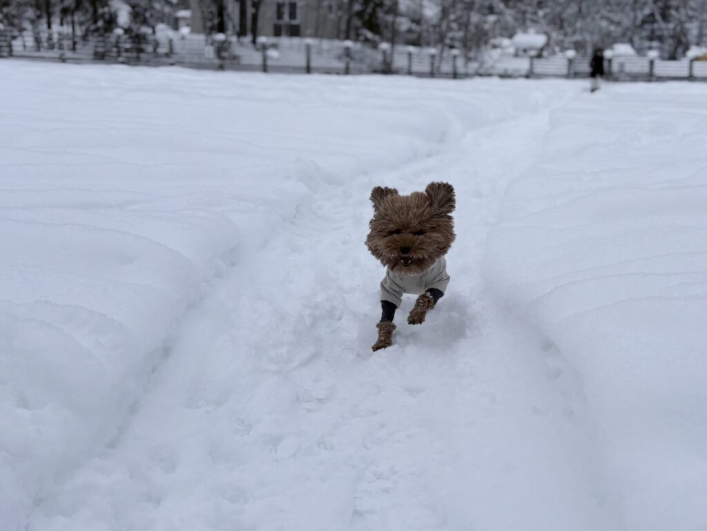 アルファアイコン ドッグガードエア 雪 トイプードル