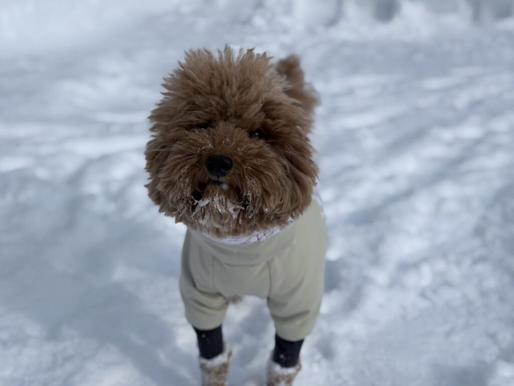 アルファアイコン ドッグガードエア 雪 トイプードル