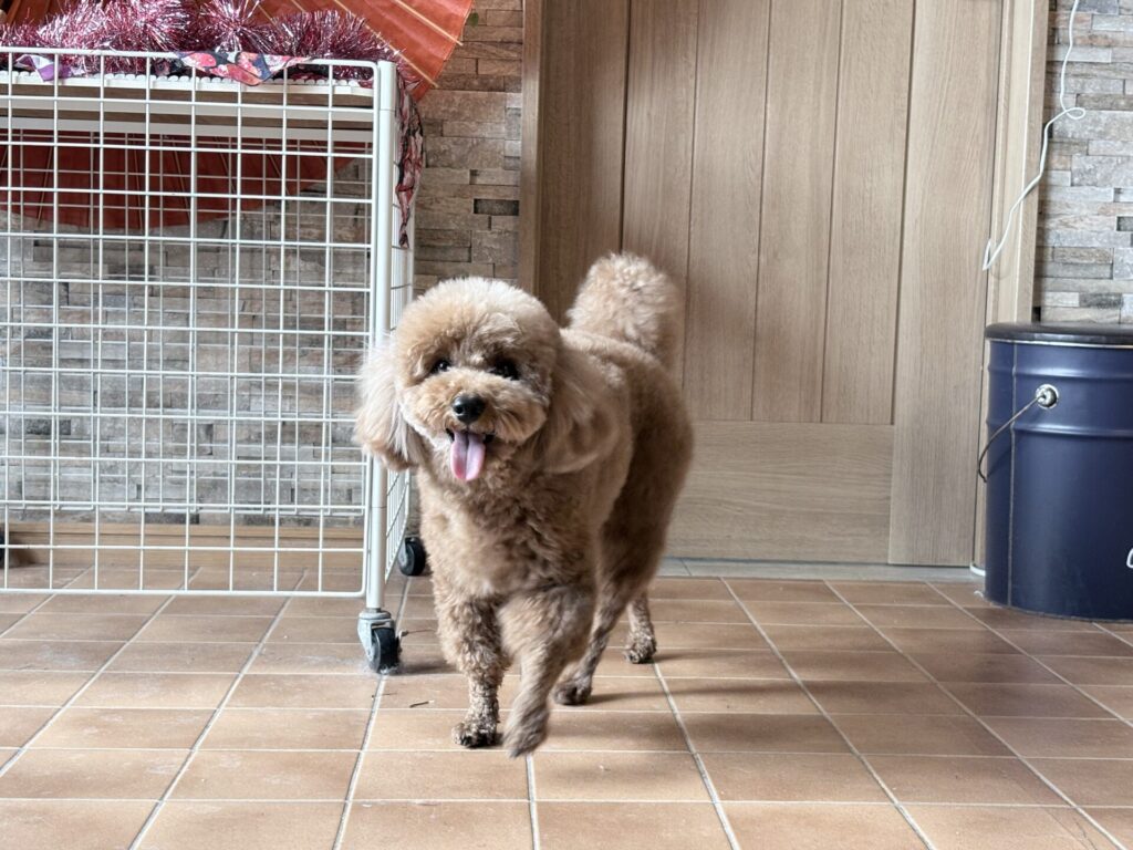 Going Merry（ゴーイングメリー） 店内 トイプードル