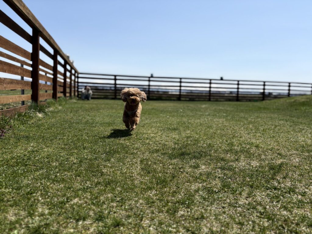 SUNNYSPOT ドッグラン