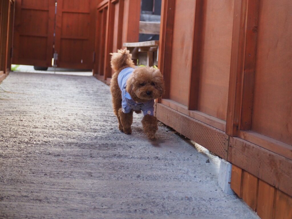 ぬくもりの宿ふる川「心の里 埜のてらす」 ドッグラン